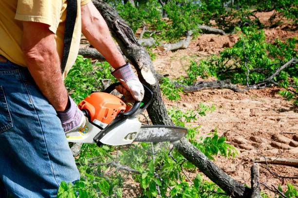 Best Best Tree Removal Services  in Shenandoah, LA